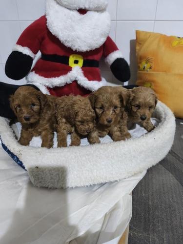 Maltipoo štenci