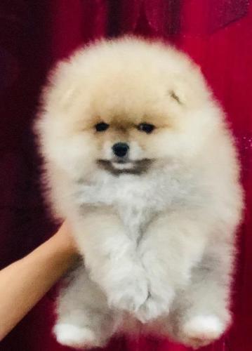 Pomeranski špic,Pomeranac,Boo štenci 