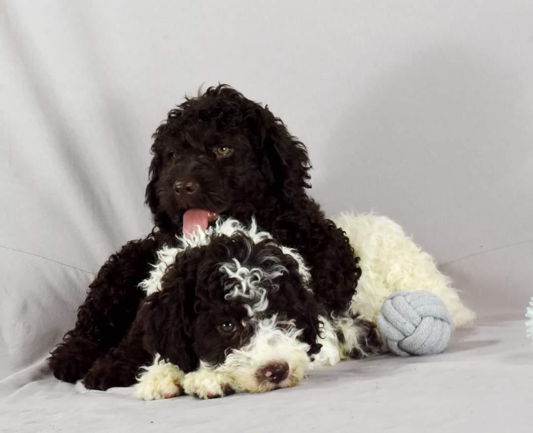 Lagotto-Romagnolo-štenci