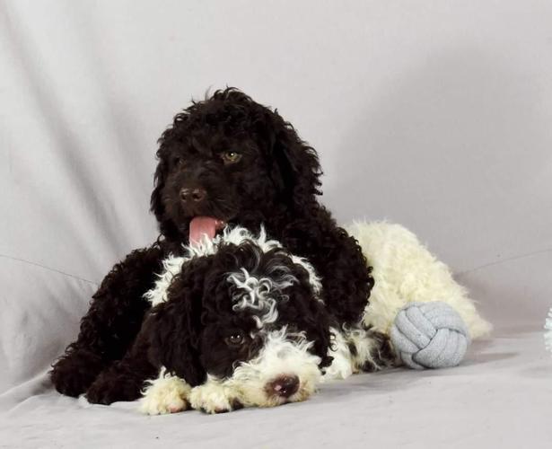 Lagotto Romagnolo štenci