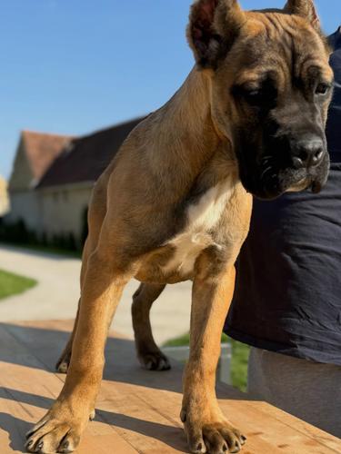 CANE CORSO - MUŽJAK (4 MESECA)