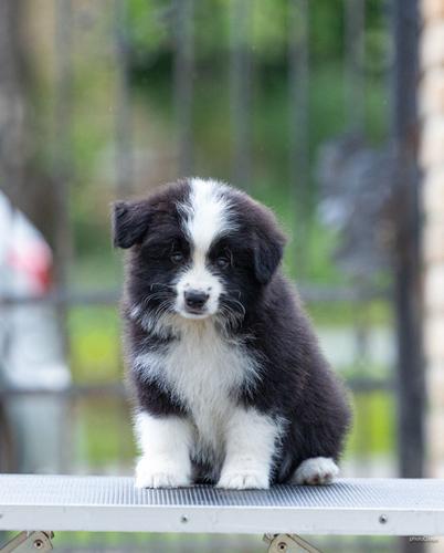 Border Collie Border Koli štenci