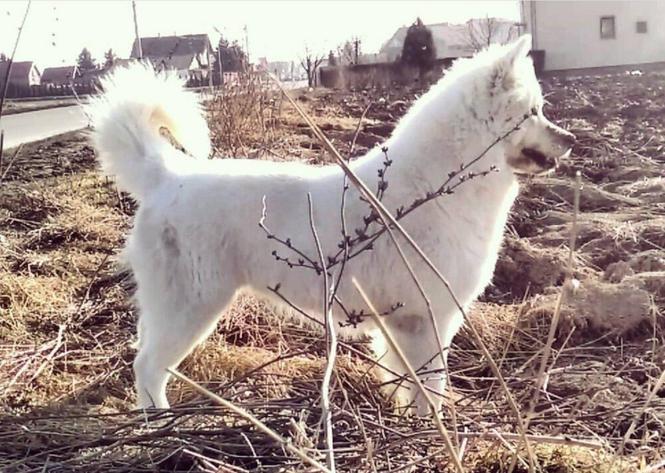 Sibirski samojed štenci