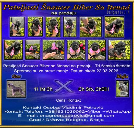 Patuljasti Šnaucer Biber So