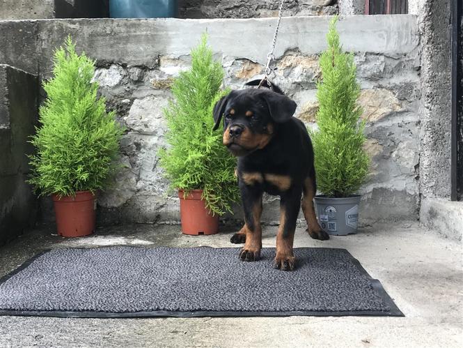 Rottwiler