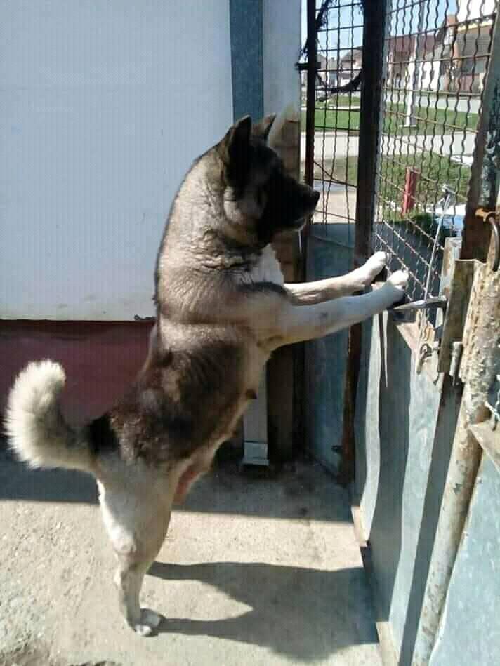 Američka-akita-štenci