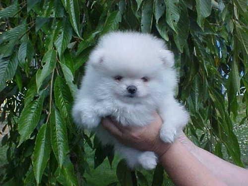 Slatka Pomeranian stenaca Cutie i Mike trebat