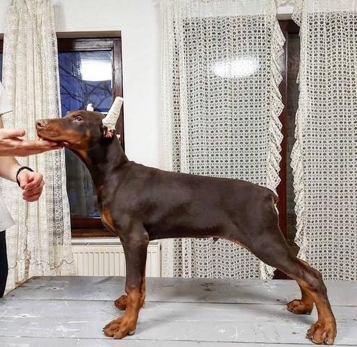 Doberman stenci