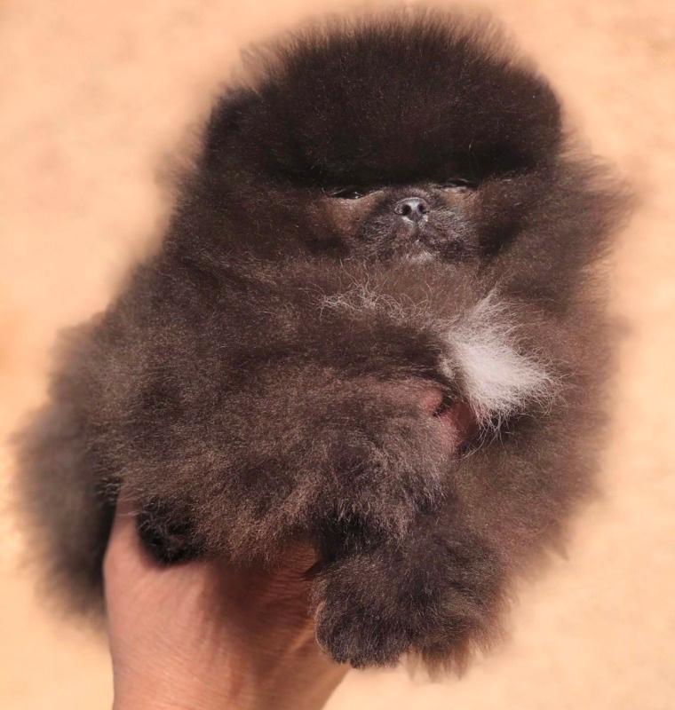Pomeranac---Pomeranian---Boo-štenci