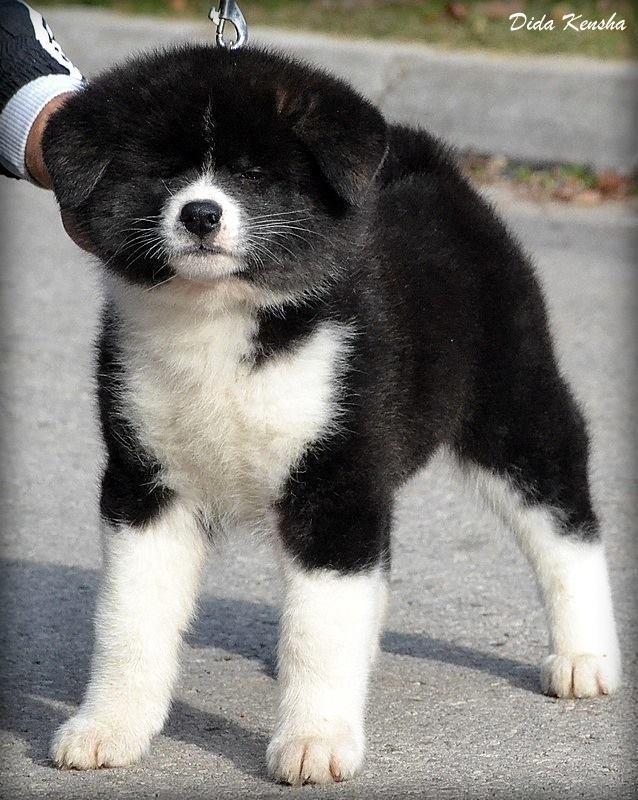 Akita-Inu-stenci-izlozbenog-potencijala-
