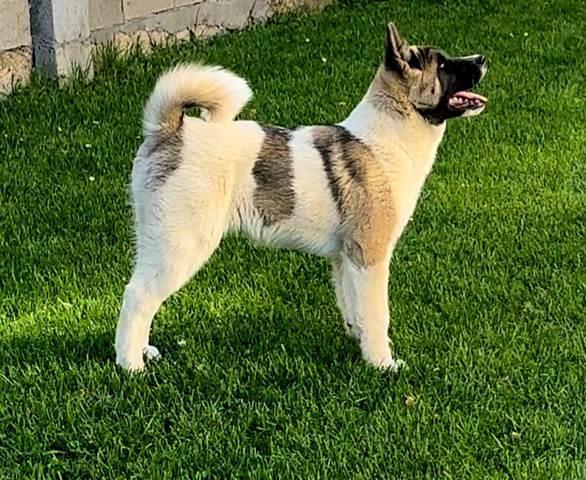 Američka Akita 