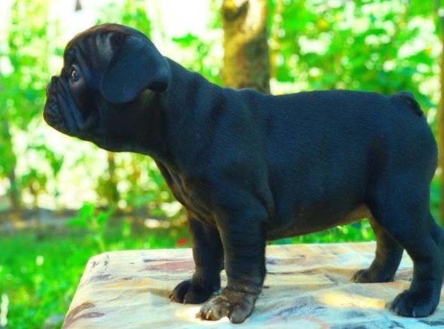 Francuski buldog