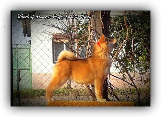 SHIBA-INU-stenci-vrhunskog-porekla