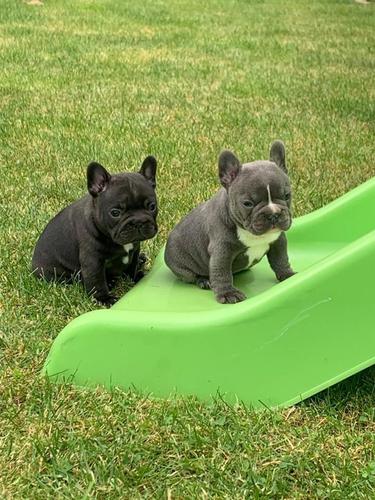 Cuccioli di Bulldog Francese di qualità