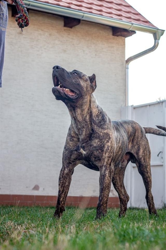 Presa-Kanario