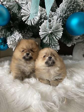 Pomeranac stenci