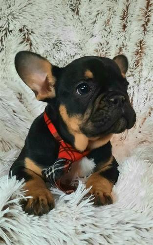 Francuski buldog 