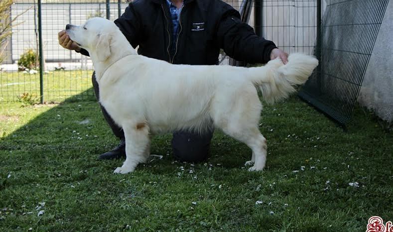 Štenci-zlatnog-retrivera