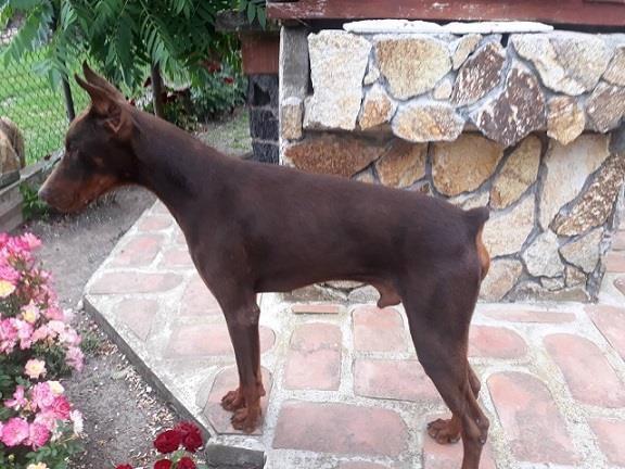 Doberman---muzijak-na-prodaju