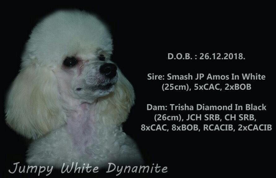 Stene-Toy-poodle