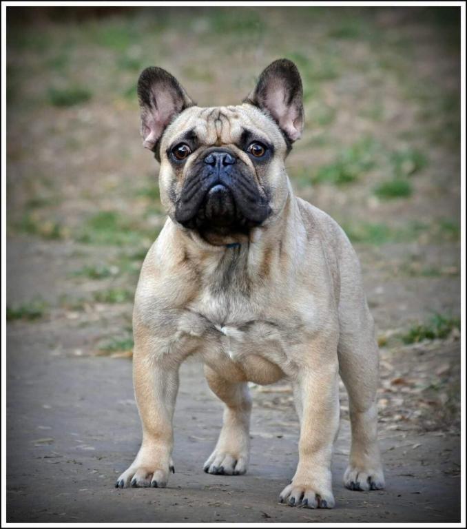 Francuski-buldog-stenci--