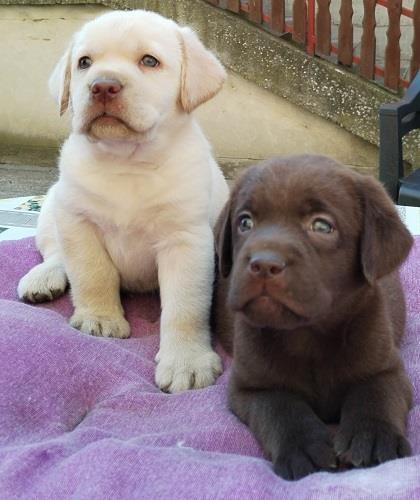 Štenci labrador retrivera 