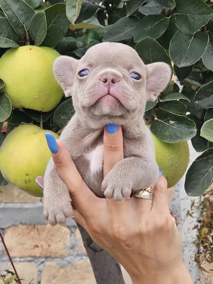 FRANCUSKI-BULDOG---egzotičnih-boja