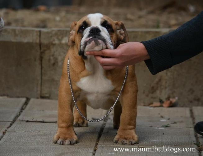 Engleski Buldog