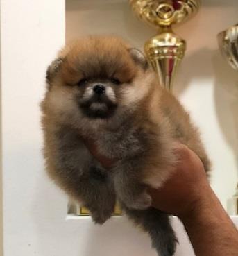 Pomeranski špic,Pomeranac,Pomeranian,Boo štenci