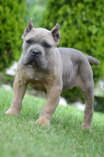 Cane Corso, štenci vrhunskog kvaliteta