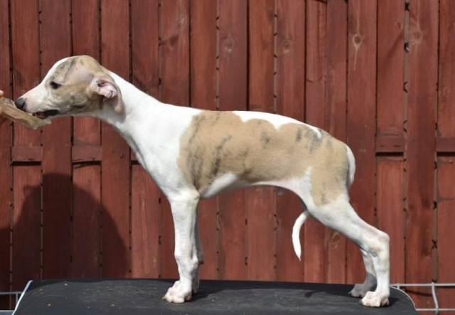 Mali-Engleski-Hrt-Whippet--štenci