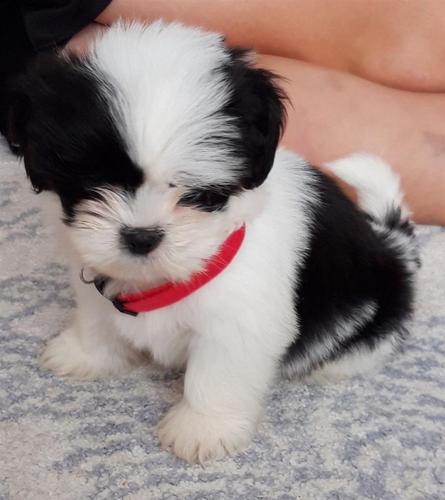 Prekrasna Shih Tzu na prodaju.