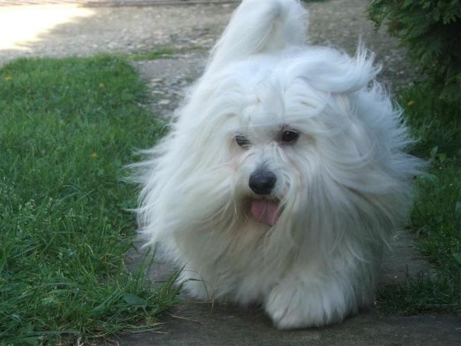 Coton de Tulear-Mužjak za parenje