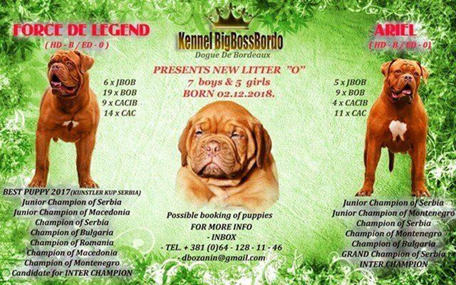 Bordoška Doga vrhunsko leglo