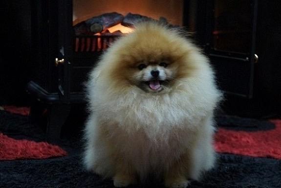 Pomeranski-špic-Pomeranac-Pomeranian-Boo-štenci