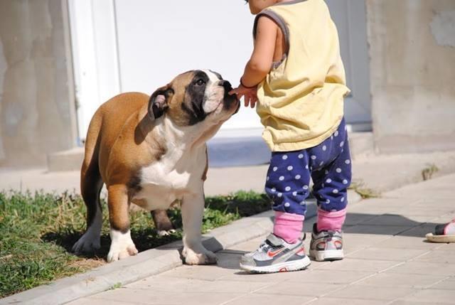 Engleski buldog  štenad 