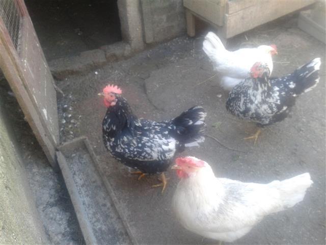 leghorn pilici,prepelice