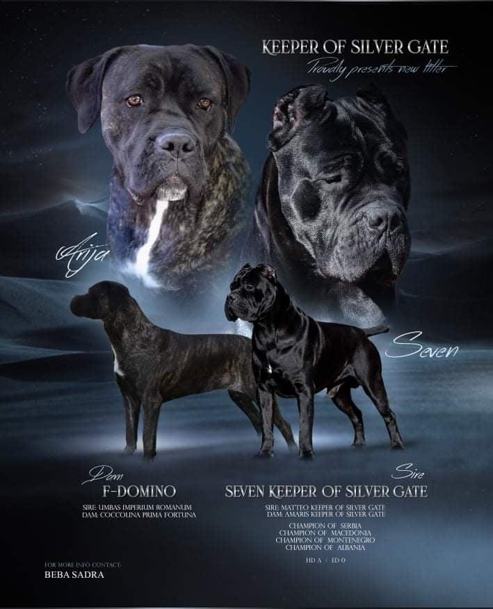 Cane-Corso-štenci--izložbenog-kvaliteta-
