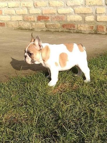 Francuski buldog stenci