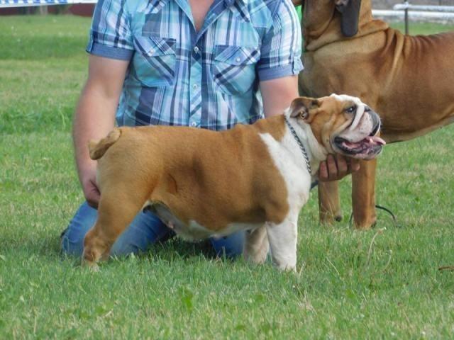 Engleski buldog, ženka