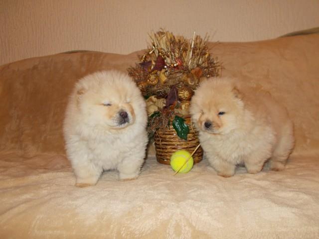 Chow chow cau cau stenad 