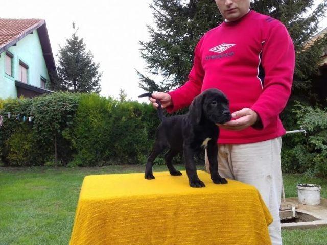 Cane-Corso---POVOLJNO