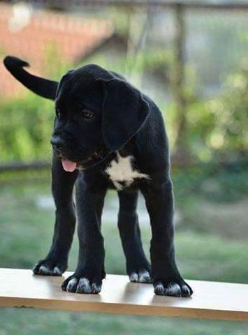 CANE-CORSO-stenci-izlozbenog-kvaliteta