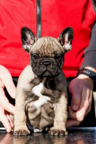 Francuski buldog,visokokvalitetno musko stene