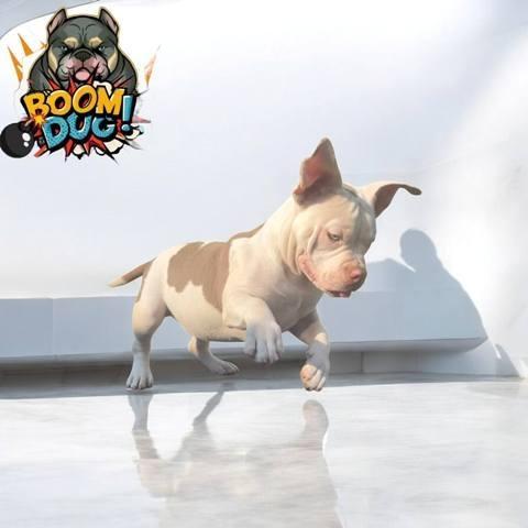 American-bully--ženski-štenci