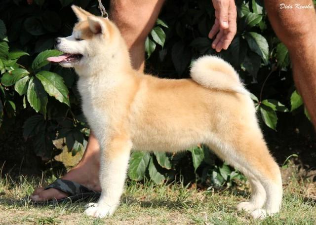 Akita inu,štenad odličnog kvaliteta 