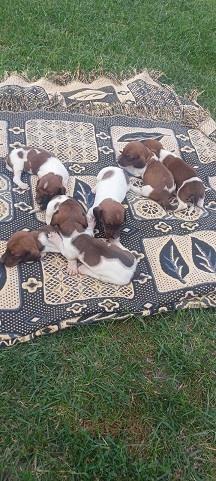 Harlekin-jazavičar-štenci