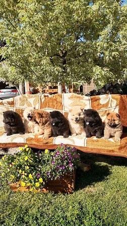 Chow chow cau cau stenad