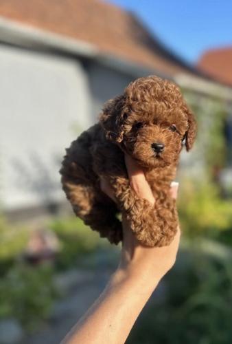 Stenci toy i mini pudle vrhinske genetike