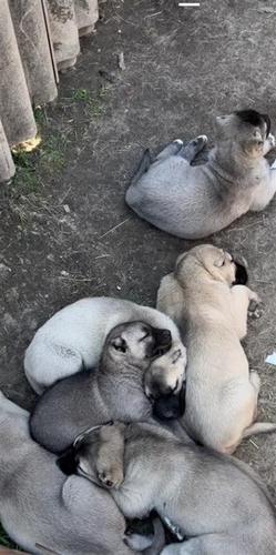 Kangal štenci